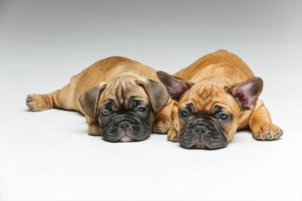 Bulldog francés cachorros — Foto de Stock