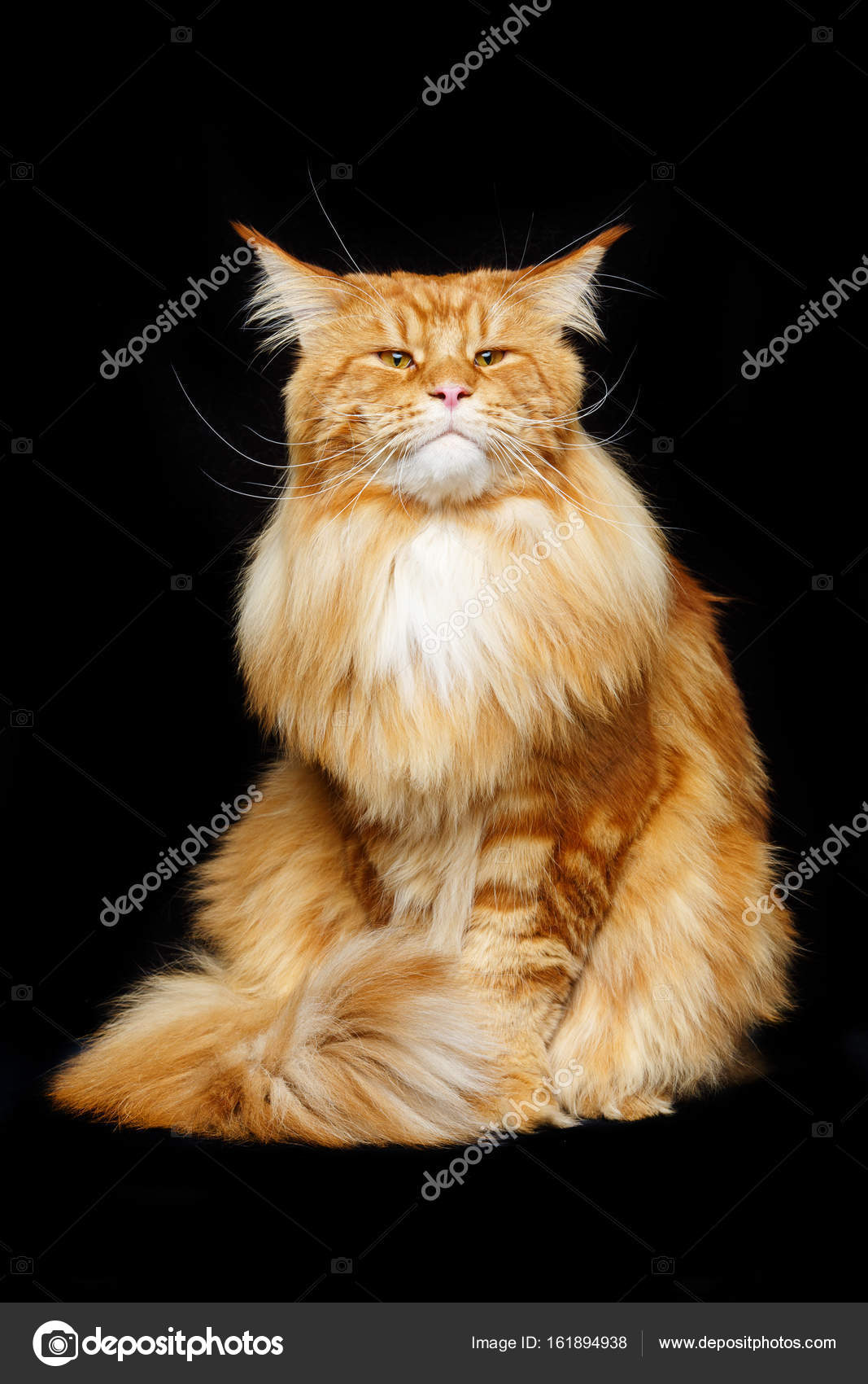 Ginger maine coon cat Stock Photo by ©Svetography 161894938