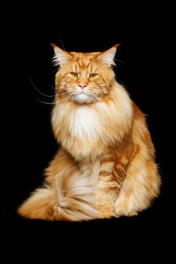 zencefil maine coon kedi