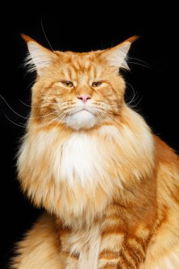 zencefil maine coon kedi