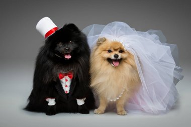 evlilik çift Spitz köpekleri