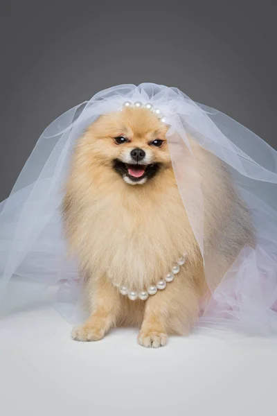 Bella sposa spitz — Foto Stock