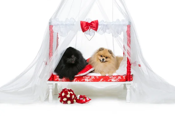 Spitz dogs wedding couple on bed — Stock Photo, Image
