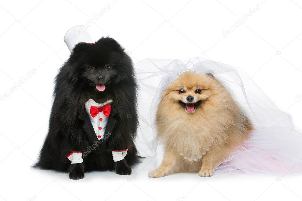 spitz dogs wedding couple