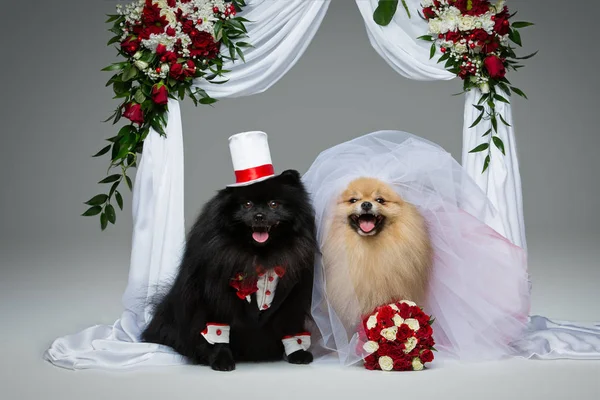 Spitz dogs wedding couple — Stock Photo, Image