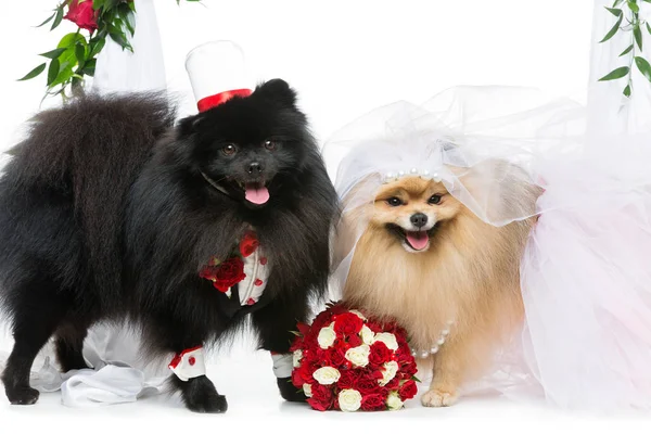 Spitz dogs wedding couple — Stock Photo, Image