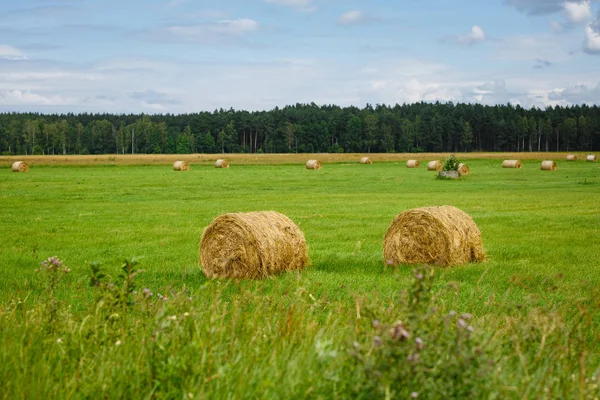 Green meadow with hay rolls — Stock Photo, Image