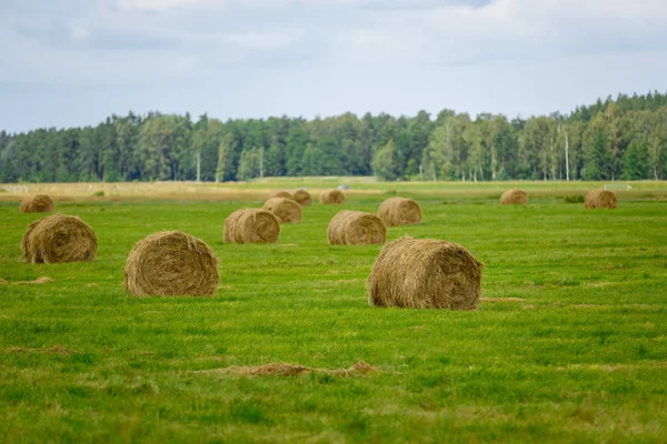 Green meadow with hay rolls — Stock Photo, Image