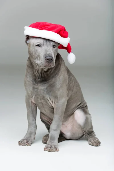 Thajský ridgeback štěně v vánoční čepice — Stock fotografie