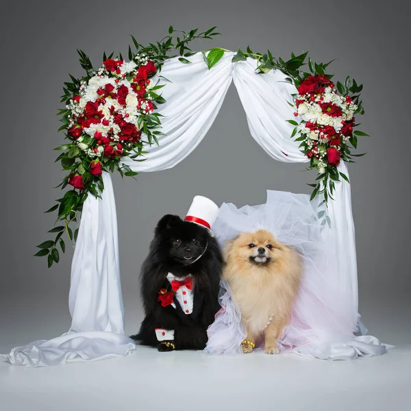 Spitz dogs wedding couple — Stock Photo, Image