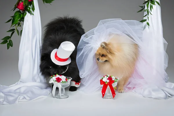 Spitz hundar bröllop par — Stockfoto
