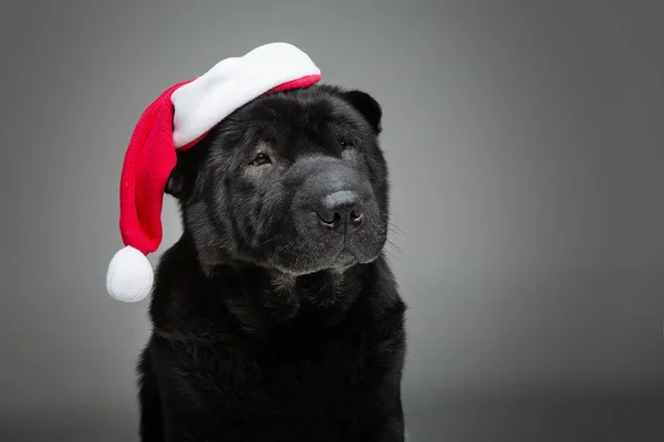 Černá shar pei v vánoční čepice — Stock fotografie