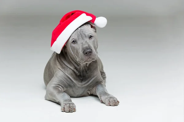 Tailandés ridgeback cachorro en Navidad sombrero —  Fotos de Stock