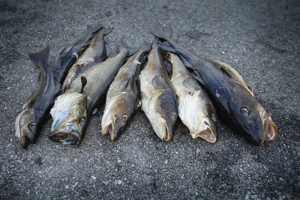Peixe fresco norueguês — Fotografia de Stock