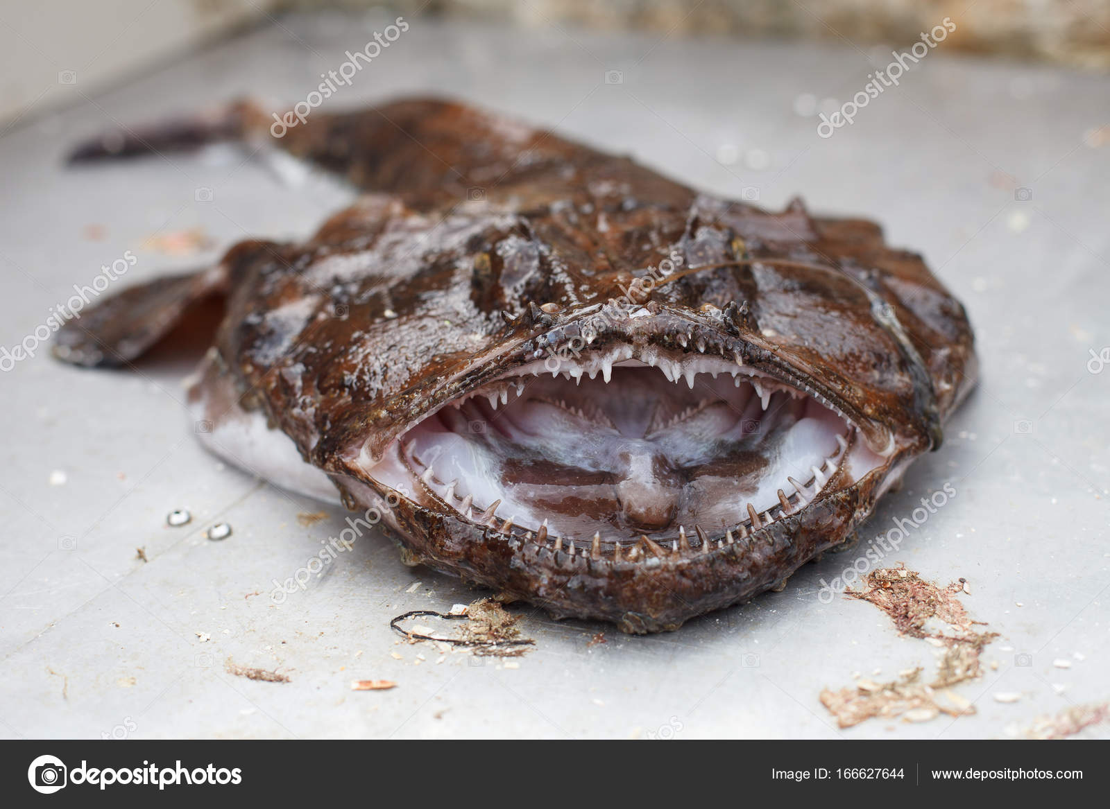 Raw angler fish — Stock Photo © Svetography #166627644