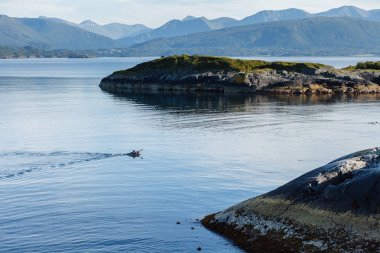 fisher için balık Yüzme