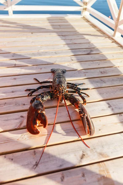 Lobster lying on sundeck — Stock Photo, Image