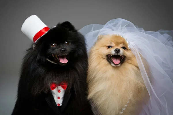 Spitz dogs wedding couple — Stock Photo, Image
