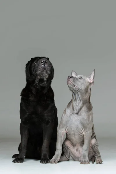 Thai ridgeback pup en shar pei Hond — Stockfoto