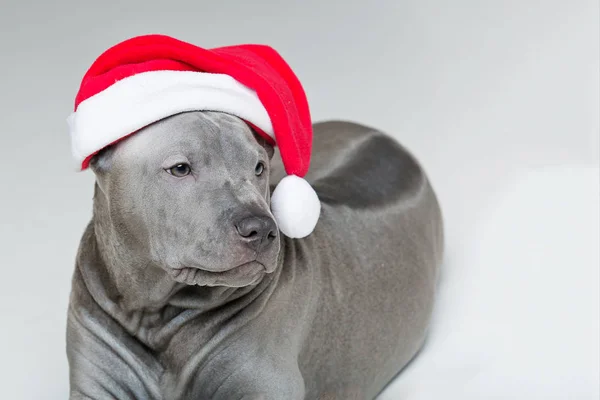 Thai ridgeback puppy in xmas hat — Stock fotografie