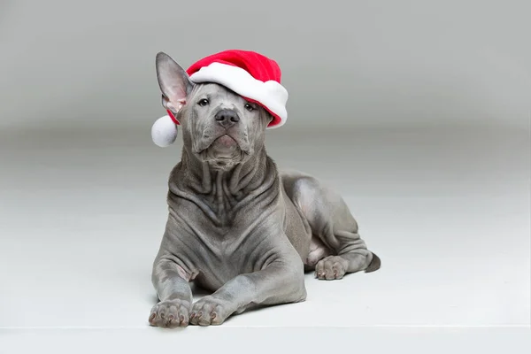 Thai ridgeback puppy in xmas hat — Stock fotografie