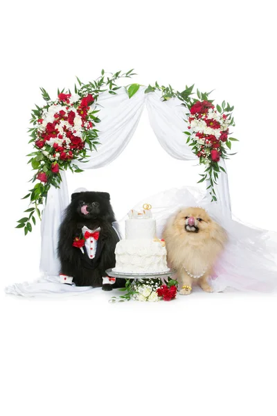 Dog couple wedding under flower arch — Stock Photo, Image