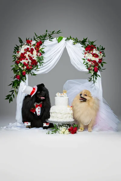 Dog couple wedding under flower arch — Stock Photo, Image