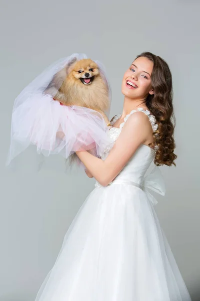 Bride in dress holding spitz — Stock Photo, Image