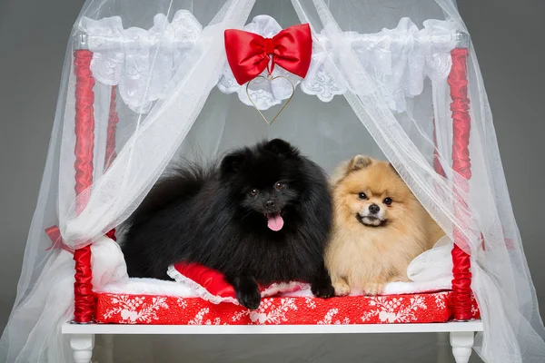 Spitz dog wedding couple on bed — Stock Photo, Image