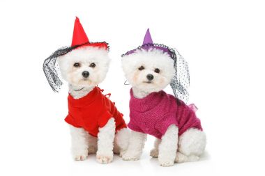 Cadılar Bayramı bichon frise köpek