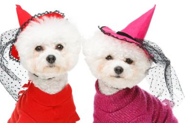Cadılar Bayramı bichon frise köpek