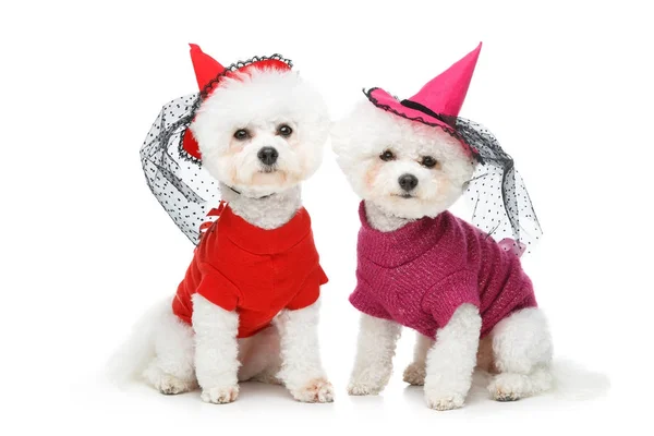 Halloween bichon frise cani — Foto Stock