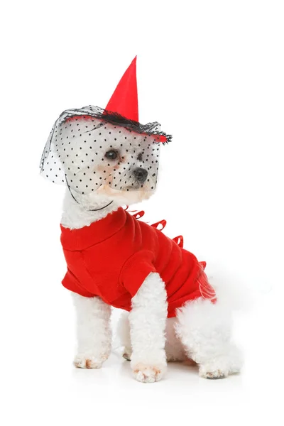 Halloween bichon frise dog — Stock Photo, Image