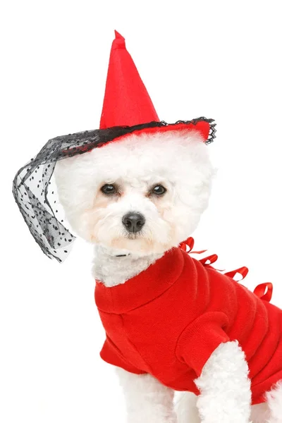 Halloween bichon frise dog — Zdjęcie stockowe