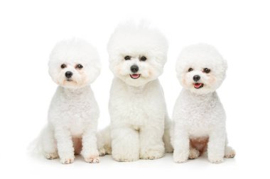 Şirin bichon frise köpek