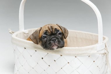 Fransız bulldog köpek sepeti