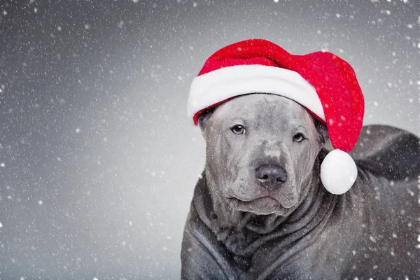 Cachorro con sombrero de Navidad — Foto de Stock