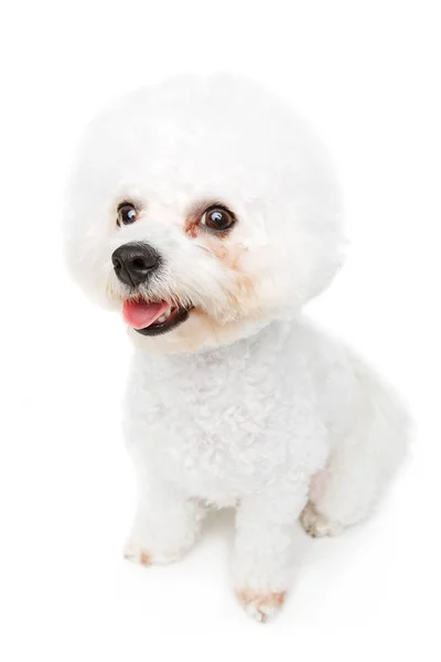 Beautiful bichon frise dog — Stock Photo, Image