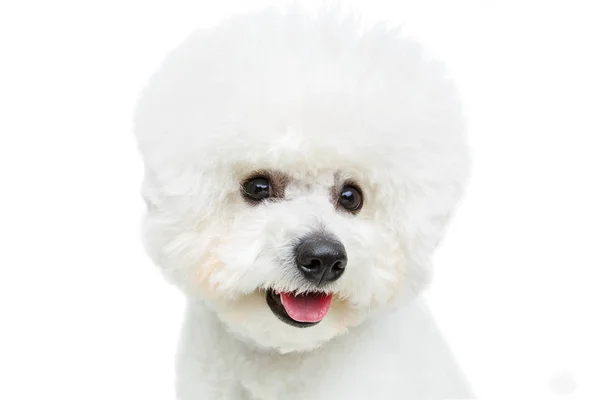 Beautiful bichon frise dog — Stock Photo, Image