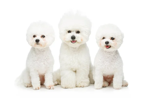 Lindo bichon frise perros — Foto de Stock