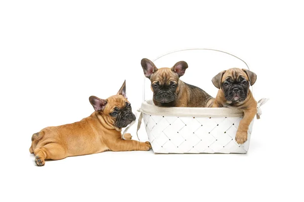 Французький бульдог щенки в кошик — стокове фото