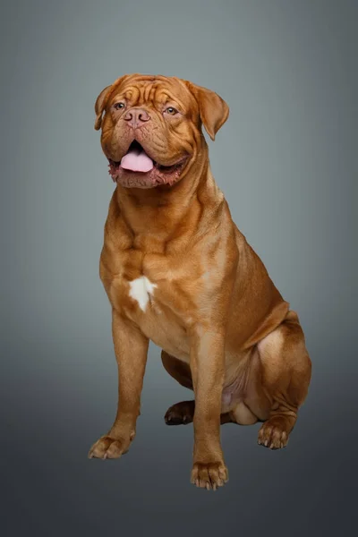 Vakre bordeaux-hund. – stockfoto