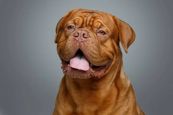 Krásný pes dogue bordeaux — Stock fotografie