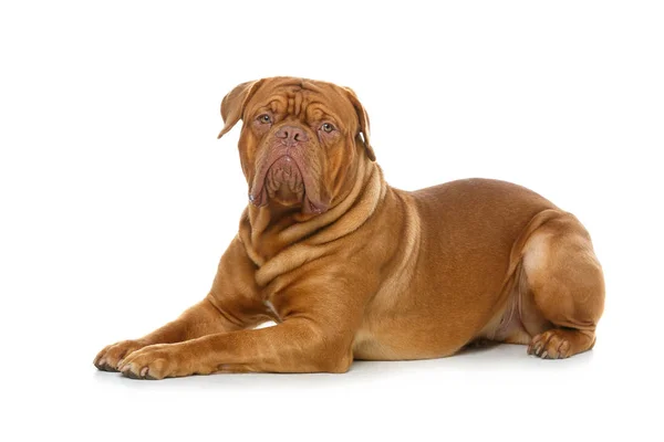 Vackra bordeaux dogue hund — Stockfoto