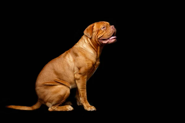 Krásný pes dogue bordeaux — Stock fotografie