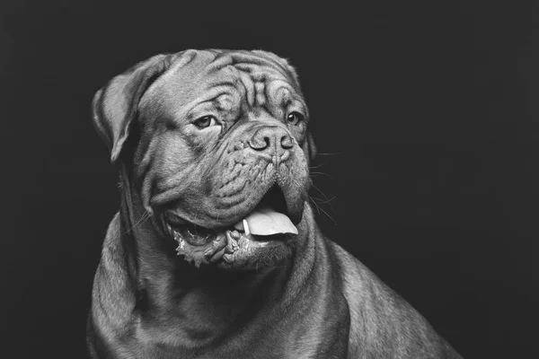 美しいボルドー コトン犬 — ストック写真
