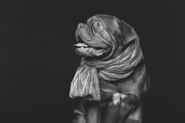 Belo cão dogue bordeaux em cachecol — Fotografia de Stock