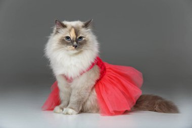 Kırmızı elbise giyen Birma kedi
