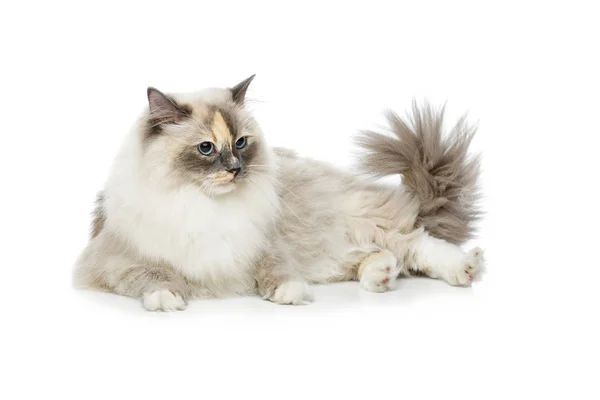 Cute long fur birma cat — Stock Photo, Image