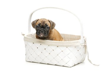 Fransız bulldog köpek sepeti
